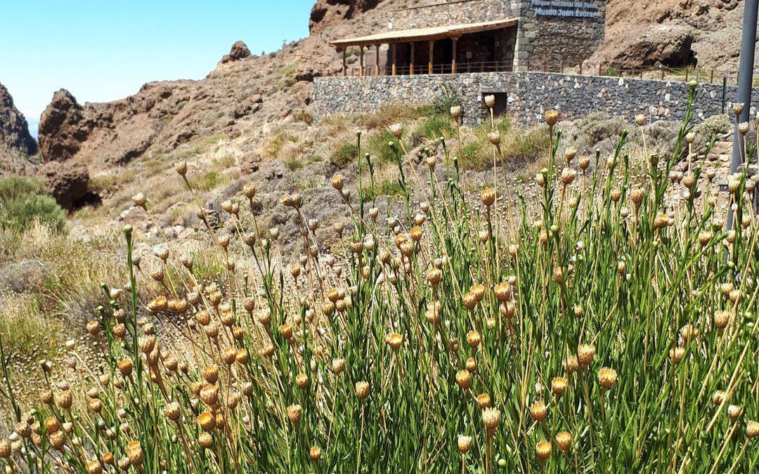 Wanderung El Cedro Teide National-Park