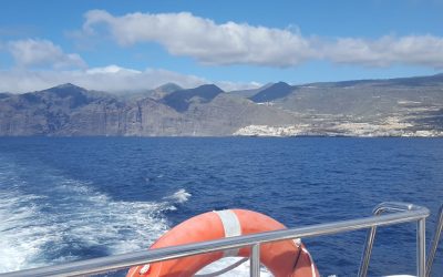 Delfintour von Los Gigantes