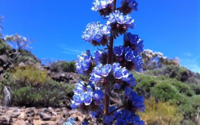 Endemische Flora Teneriffa