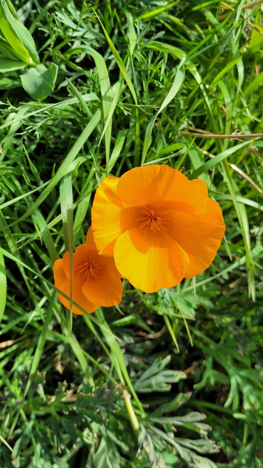 Kalifornischer Schlafmohn Paisaje Lunar