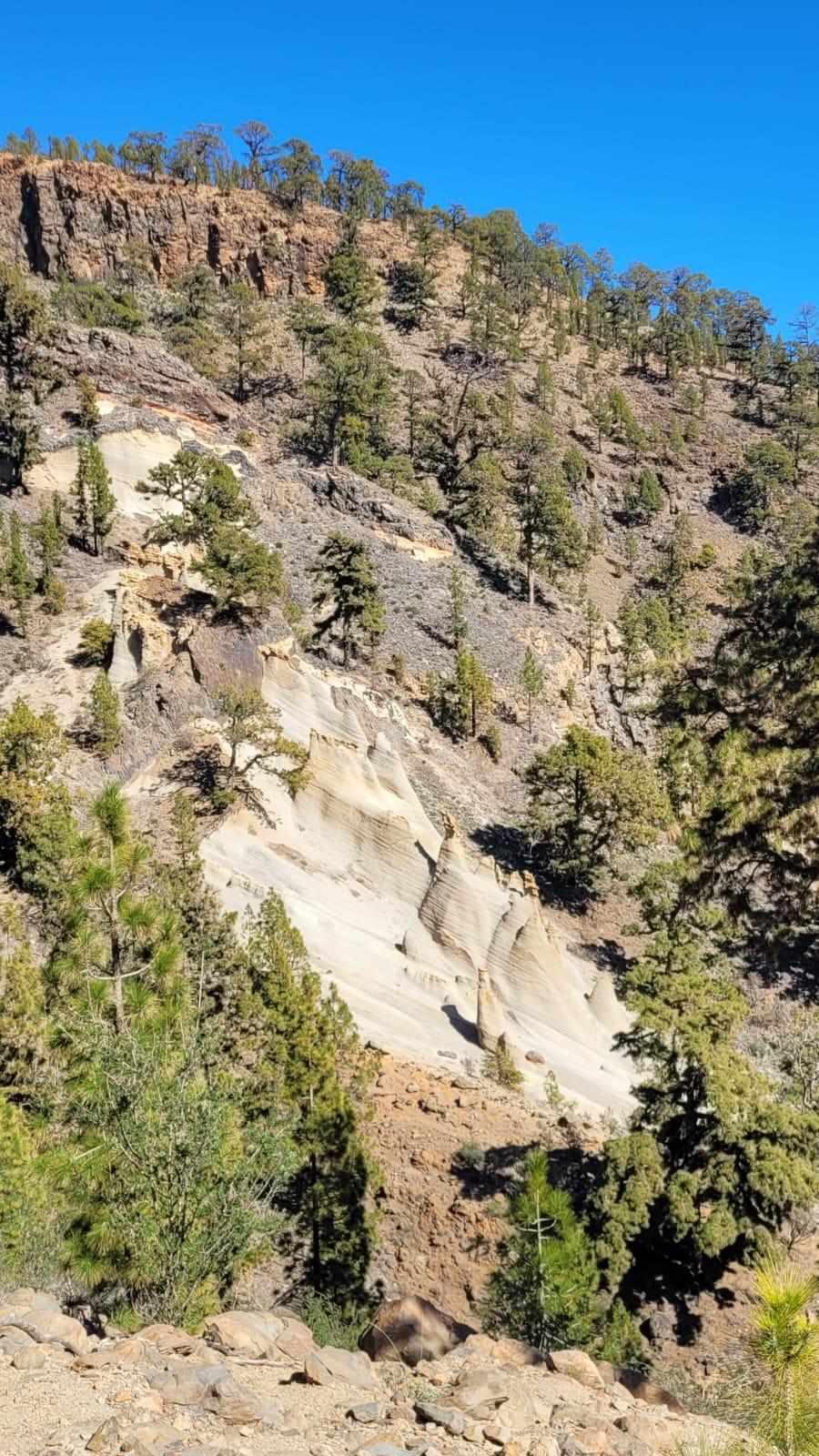 Tajinasten auf La Palma Wandern