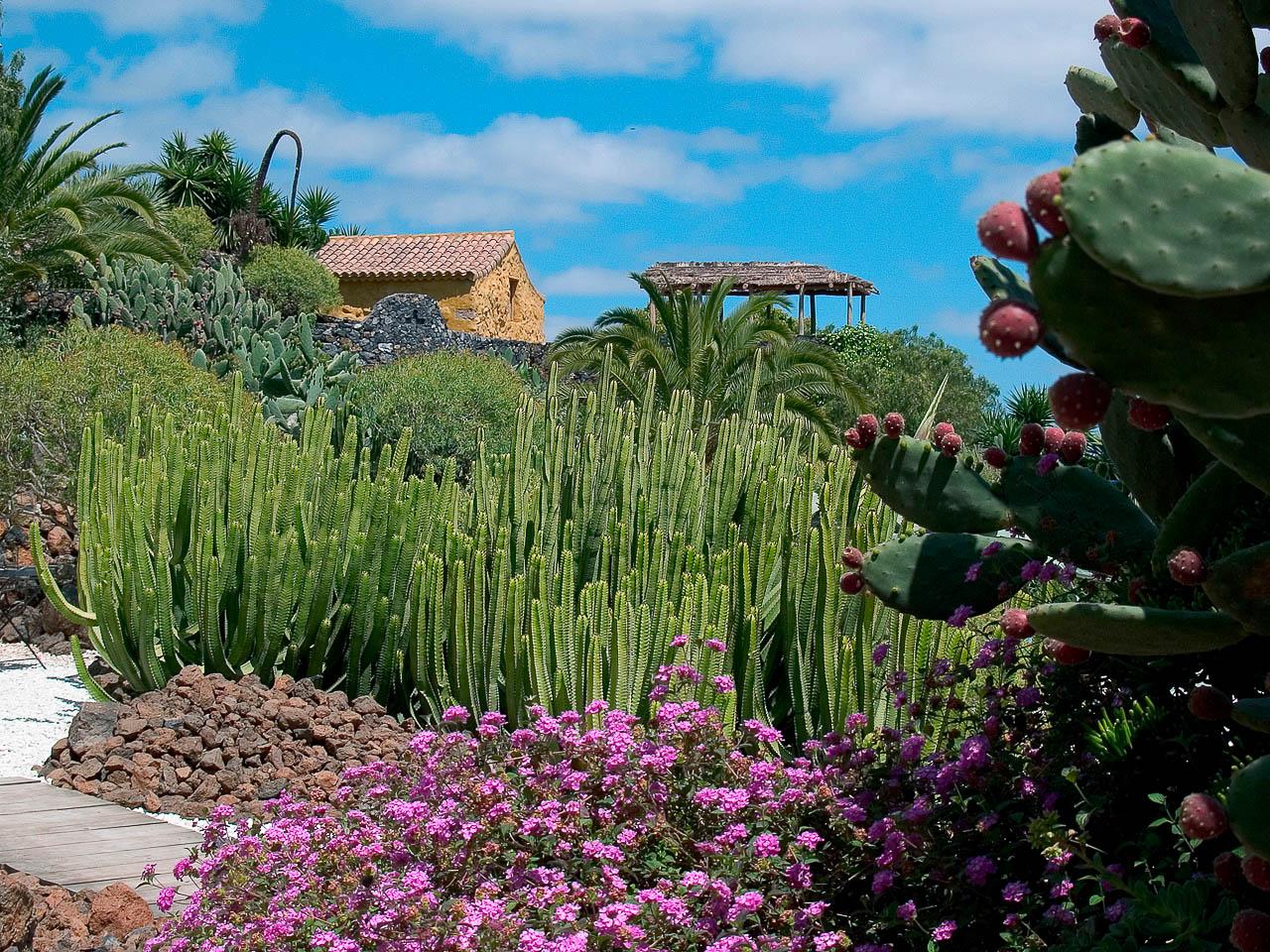 Tajinsten Wandern auf La Palma Tajinasten auf La Palma Wandern